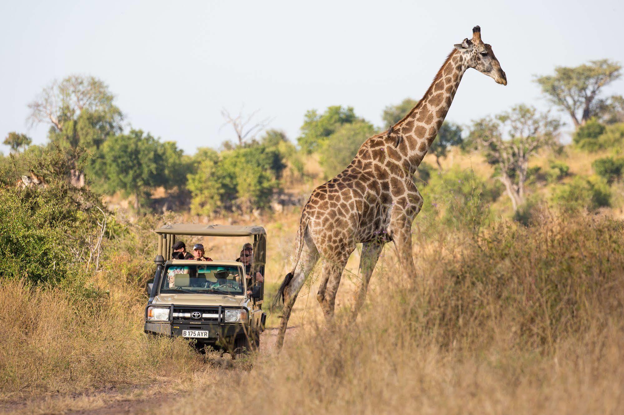 Ngoma Safari Lodge Kavimba Exterior foto